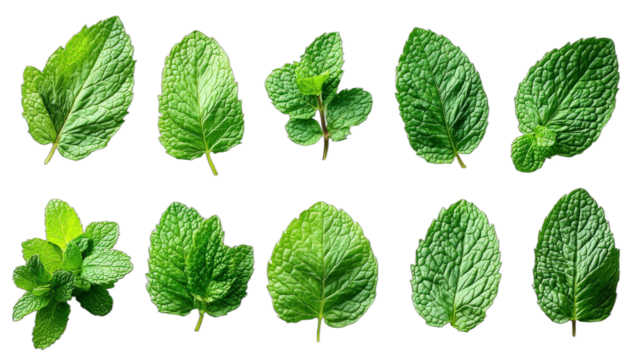 Fresh green mint leaves arranged in a row for culinary and herbal use