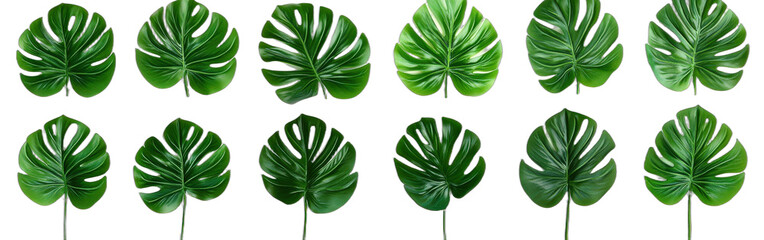 Set of green monstera leaves arranged in a row