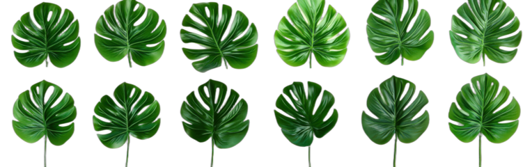 Set of green monstera leaves arranged in a row