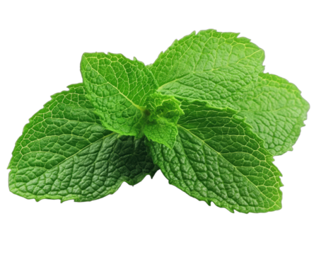 Fresh green mint leaves with visible texture and vibrant color