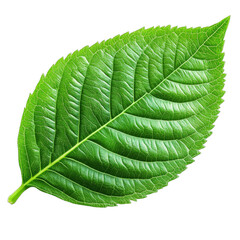 Vibrant green leaf with distinct veins and serrated edges