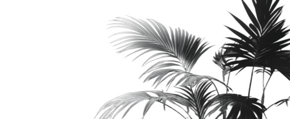 Black and white photo of palm leaves showing nature and plant details