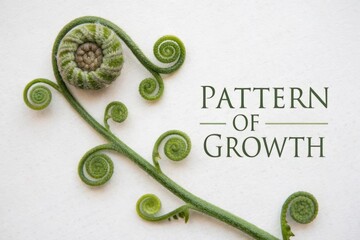 Spiral Fern Stem Displaying Growth Pattern on a White Surface