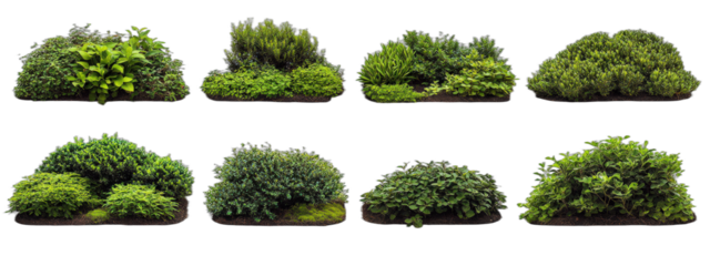 Various types of green shrubs and plants for landscaping
