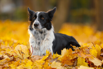 Cute Border Collie dog on golden leaves in autumn park