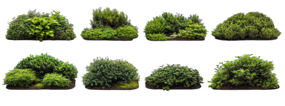 Various types of green shrubs and plants for landscaping - Powered by Adobe