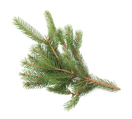 Green Christmas tree branch on white background, top view