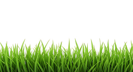 Obraz premium Lush green grass blades reaching upwards, creating a vibrant natural border perfect for spring and summer themes