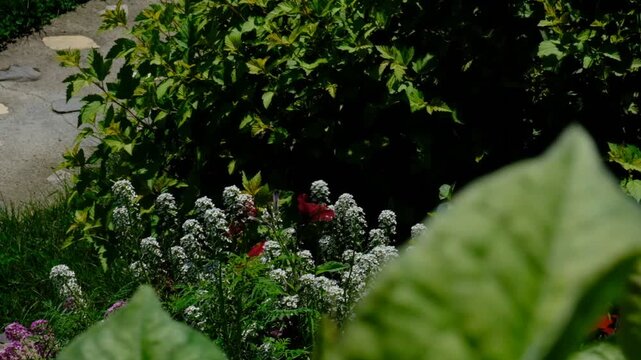 White Alyssum flowers, Sweet Alice Lobularia Maritima on home garden. Summer hot windy day. Courtyard
