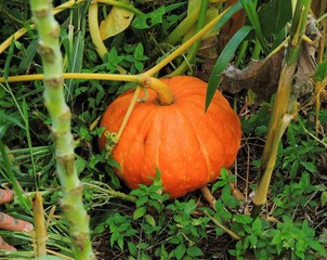 Obraz premium A close-up photograph of a bright, round orange pumpkin resting on the ground, surrounded by vibrant green leaves, vines, and dried stalks in a dense garden or field.