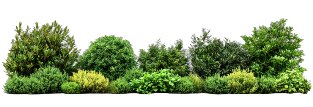 Diverse green shrubs and plants in a row