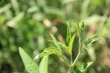 Leaves, small treetops growing naturally.