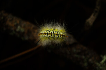 caterpillar on a leaf