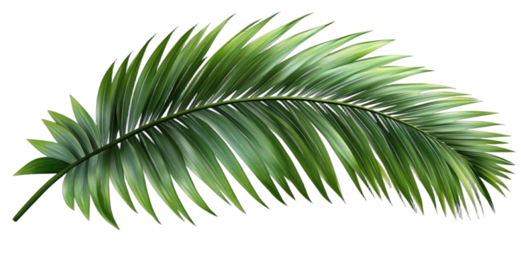 Vibrant green palm leaf showcasing tropical plant foliage
