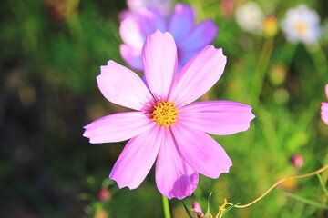 Fototapeta premium Bright pink cosmos flowers in a natural garden.