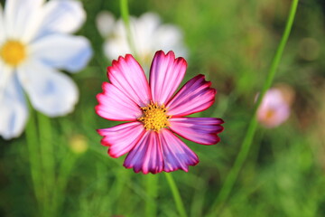 Obraz premium Bright pink cosmos flowers in a natural garden.