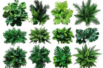 A collection of various green tropical plants for interior decoration