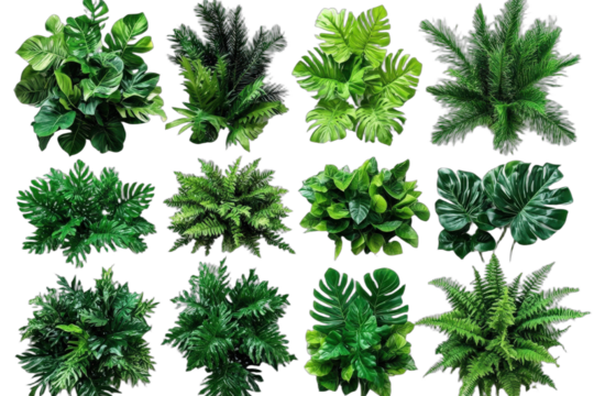 A collection of various green tropical plants for interior decoration