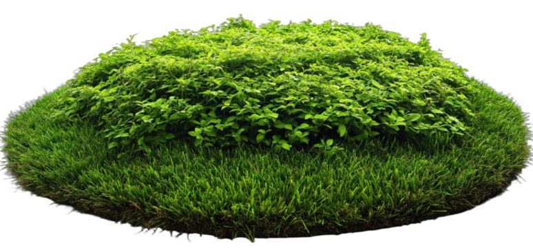 Lush green grass and small plant bush for natural landscape design