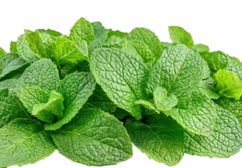 Fresh green mint leaves with vibrant texture and natural appearance