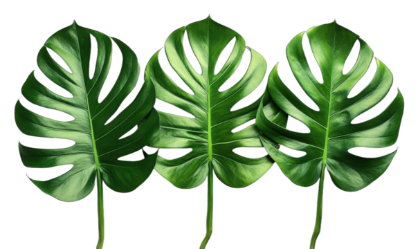 Three lush green monstera deliciosa leaves on white background - Powered by Adobe