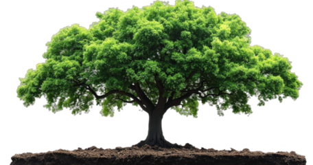 Vibrant Green Tree with Dense Foliage Standing on Soil