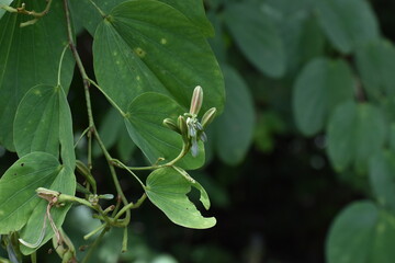 El árbol orquídea, conocido científicamente como Bauhinia variegata en Bayamón, Puerto Rico. Tiene flores violeta y rosa, entre otros colores.
