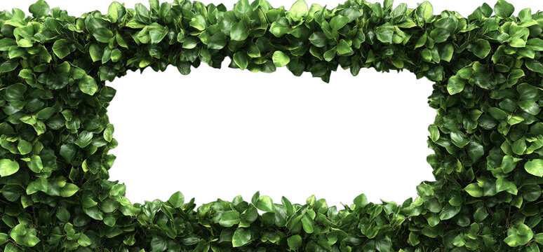 Rectangular frame made of green leafy plants for decorative purpose