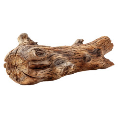 Dry tree branch with rough natural texture concept. Beautifully textured piece of driftwood with natural patterns.