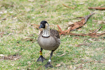The Nene (Branta sandvicensis), the nēnē or the Hawaiian goose, is a species of bird endemic to the Hawaiian Islands. Hawaii state bird .Hosmer Grove Campground. Haleakalā National Park, Maui