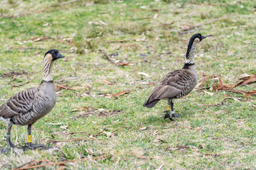 The Nene (Branta sandvicensis), the nēnē or the Hawaiian goose, is a species of bird endemic to the Hawaiian Islands. Hawaii state bird .Hosmer Grove Campground. Haleakalā National Park, Maui