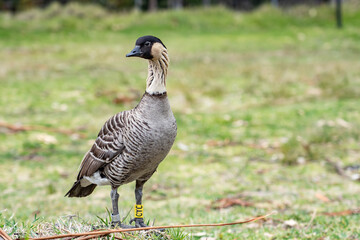 The Nene (Branta sandvicensis), the nēnē or the Hawaiian goose, is a species of bird endemic to the Hawaiian Islands. Hawaii state bird .Hosmer Grove Campground. Haleakalā National Park, Maui