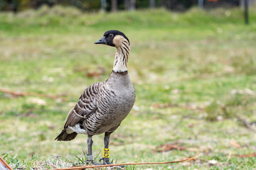 The Nene (Branta sandvicensis), the nēnē or the Hawaiian goose, is a species of bird endemic to the Hawaiian Islands. Hawaii state bird .Hosmer Grove Campground. Haleakalā National Park, Maui