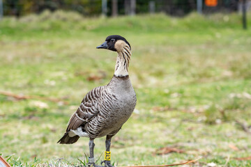 The Nene (Branta sandvicensis), the nēnē or the Hawaiian goose, is a species of bird endemic to the Hawaiian Islands. Hawaii state bird .Hosmer Grove Campground. Haleakalā National Park, Maui