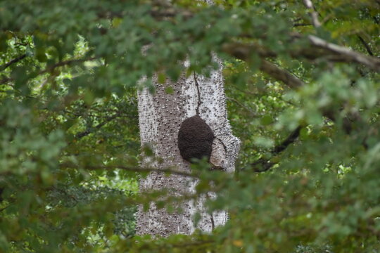 Un enorme termitero se aferraba a una ceiba en el Parque Nacional Julio Enrique M&oacute;naco, Bayam&oacute;n, Puerto Rico. Estaba bastante alto.