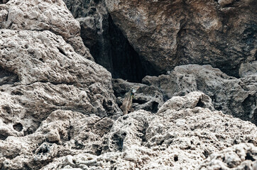 One lizard fleeing into a volcanic lava cave on an autumn day.