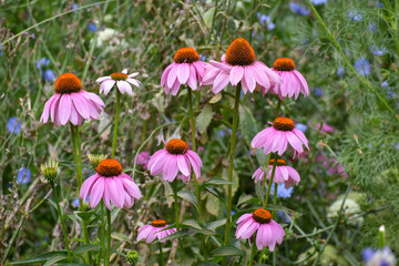 wildflower meadow with Echinacea purpurea, the purple coneflower