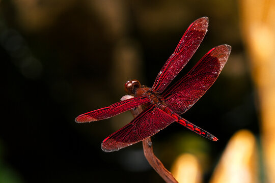 Red dragonfly resting on branch