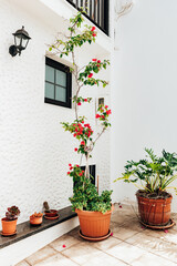 Beautiful view of potted bougainvillea with other plants on the outside corner of a white building.