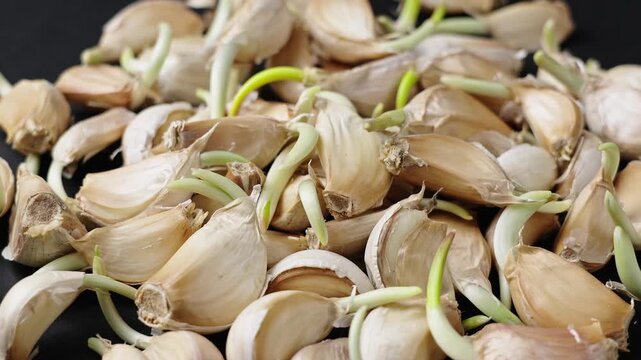 Close up of sprouted garlic cloves