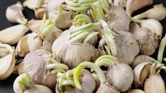 Close up of sprouted garlic bulbs