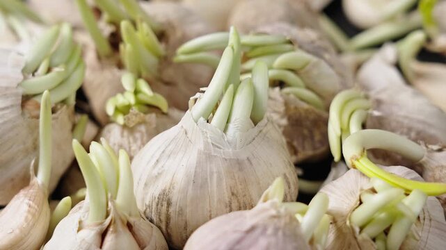 Close up of sprouted garlic bulbs