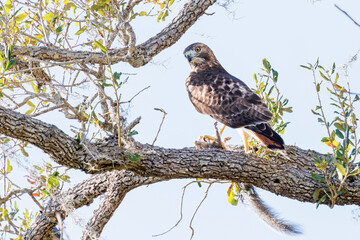 A red-tailed hawk (Buteo jamaicensis) in southwest Florida