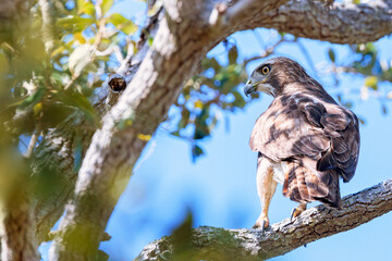 A red-tailed hawk (Buteo jamaicensis) in southwest Florida