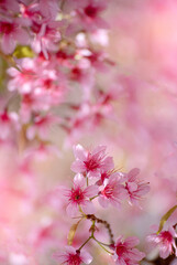 Vertical Horizon Pink Pastel flower floral soft nature blossom blurred background. Vintage romance plum botanical bloom spring season. Vertical Blurry Cherry blossom petals plant in beautiful garden