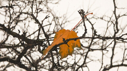 During the first snow fall in winter, a maple leaf is captured by the branches of a naked tree in Brampton, Ontario, Canada