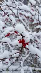 Forest fruits in the process of ripening with falling snow