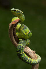 Tropidolaemus wagleri snake closeup on branch, Viper snake, Beautiful color wagleri snake