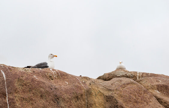 seagulls nesting in morro bay california 