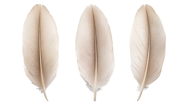 Three detailed bird feathers isolated on transparent background